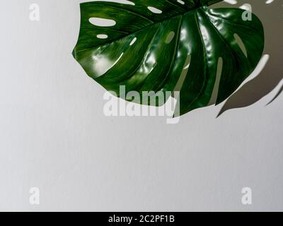 Monstera leaf on gray background Stock Photo