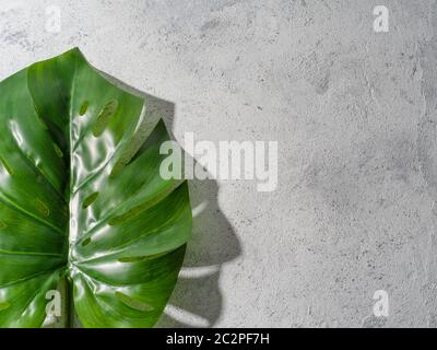 Monstera leaf on gray background Stock Photo