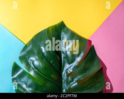 Monstera leaf on colorful background Stock Photo