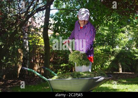 The gardener throws hay with forks in his hands. Freshly cut green grass. Gardening tools in hand. Caring for the home garden. Stock Photo