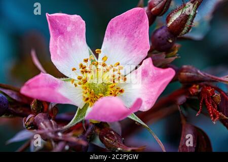 rose rosa pink flower with grey foliage Stock Photo