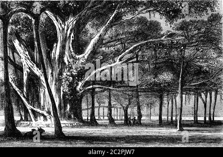 Multiplying the trunk, the Botanical Garden of Calcutta, vintage engraving.