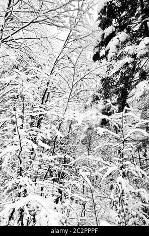 Closeup pine forest monochrome valley dreamscape Hallstatt winter snow mountain landscape leads to the old salt mine of Hallstatt, Austria Stock Photo