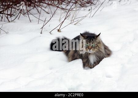 A pretty young brown-black Norwegian Forest Cat in winter in the snow Stock Photo