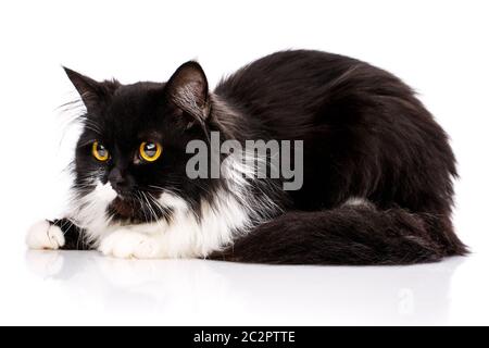 A furry kitten sits and looks to the left. An angry cat on a white background. Poster for pet stores Stock Photo