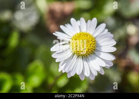 Little daisy grows in the meadow at springtime. Stock Photo