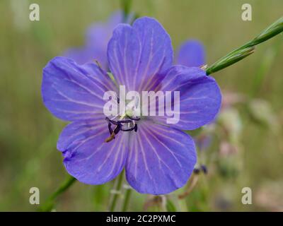 Close-up of a Meadow Cranesbill growing in a meadow in Somerset, England Stock Photo