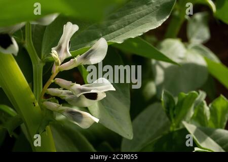 Close-up of flowers on a young broad bean plant, surrounded by lush green foliage. Stock Photo