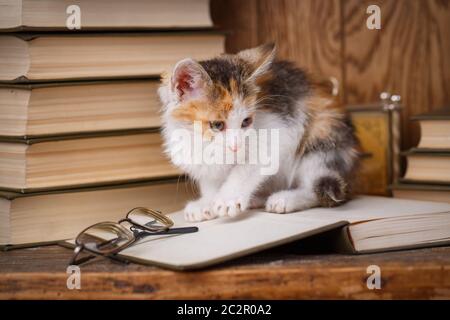 The cat stands on the book and looks to the right side. A white kitten with black and orange patches on a wooden shelf Stock Photo