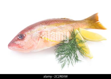 Whole Red Snapper Isolated On White Stock Photo