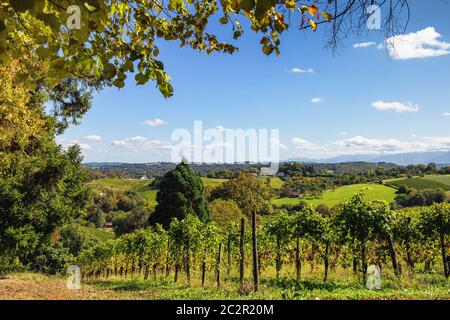 Vineyard of the Jurancon wine in the French Pyrenees Stock Photo