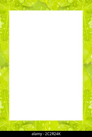 White Frame with Decorated Borders Stock Photo