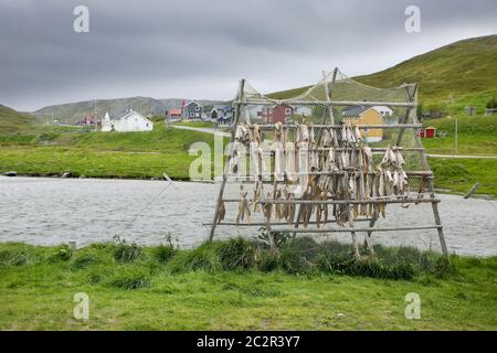 Fish drying in the village of Skarsvag, which lies along the northern coast of the island of Mageroya, Norway. Stock Photo