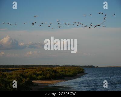 Herd of flamingos flying over the swamp Stock Photo