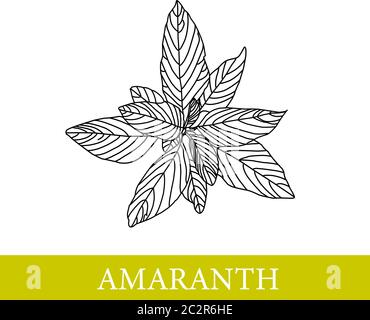 amaranth plant. Vector botanical illustration. Amaranth. Medical plants Stock Vector