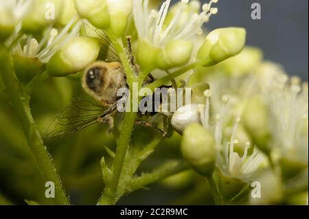 White crab spider (Thomisidae) with her prey. Stock Photo