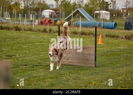 Dog jumps during a dog competition Stock Photo