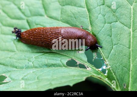 Garden slug eating leaf, pest Stock Photo