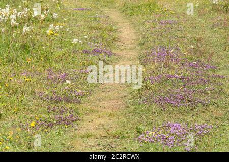 Chalk downland wildflowers or flora at Stockbridge Down, Hampshire, UK, including wild thyme (Thymus polytrichus) Stock Photo