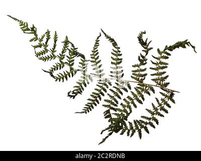 a flat dried fern fern frond with intricate leaf shapes on a white background Stock Photo