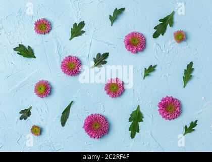 Pink chrysanthemums on a blue background. Stock Photo