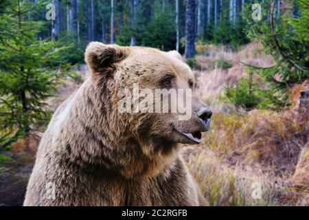 Brown bear portrait. Big brown bear in autumn forest. Stock Photo