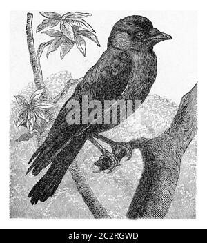 Jackdaw, Not quite washed out, vintage engraved illustration. From Deutch Vogel Teaching in Zoology. Stock Photo
