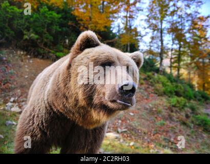 Brown bear portrait. Big brown bear in autumn forest. Stock Photo
