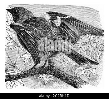 The chaffinch, vintage engraved illustration. From Deutch Vogel Teaching in Zoology. Stock Photo