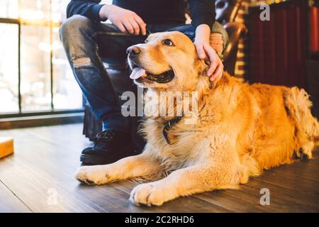 adult dog a golden retriever,abrador lies next to the owner's legs of a male breeder.In the interior of house on a wooden floor Stock Photo