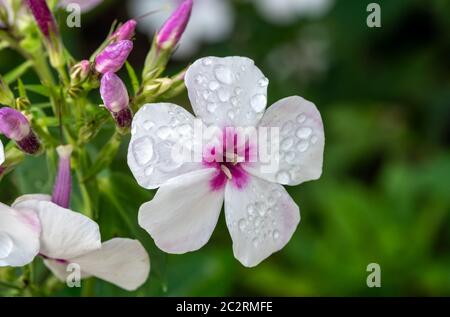 Phlox paniculata 'White Eyes' an herbaceous springtime summer flower plant Stock Photo