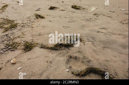 Seaweed scattered on a summers golden beach with shells Stock Photo