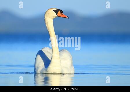 Swan on the lake, Vrana Lake, Croatia Stock Photo