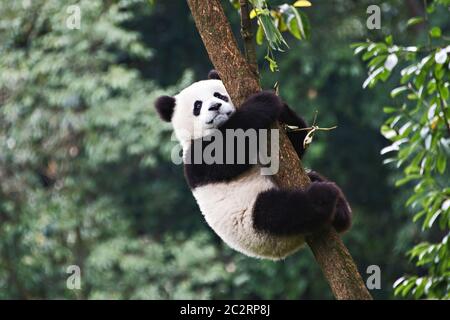 A cropped portrait of a Giant Panda hugging a tree and facing the camera to pose at the Chengdu breeding centre, Chengdu, China Stock Photo