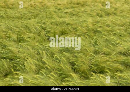 A field of unripe barley ears swaying in the wind, Wiltshire, England, UK Stock Photo