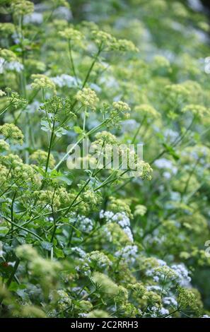 Alexanders and cow parsley wild hedgerow flowers. Smyrnium olusatrum, Anthriscus sylvestris. Stock Photo