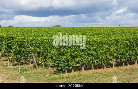 Vineyard at the rural fields of Bordeaux, near Saint Emilion, France Stock Photo