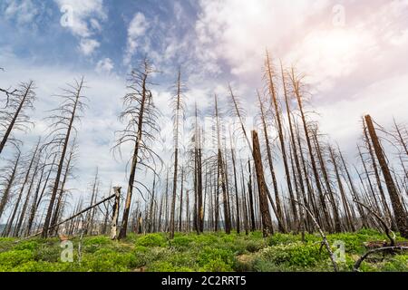 Deadwood and ground with green grass and plants, Bryce Canyon National Park, Utah USA Stock Photo