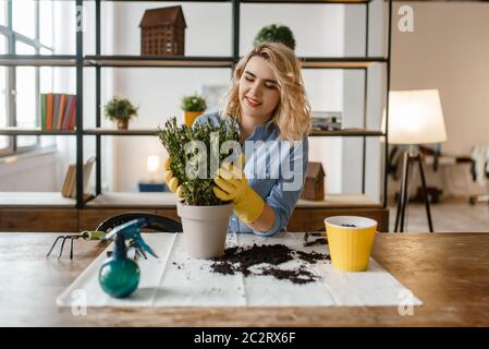 Young woman in gloves sitting at the table and changes the soil in home plants, florist. Female person takes care of domestic flowers Stock Photo