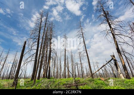 Deadwood and ground with green grass and plants, Bryce Canyon National Park, Utah USA Stock Photo