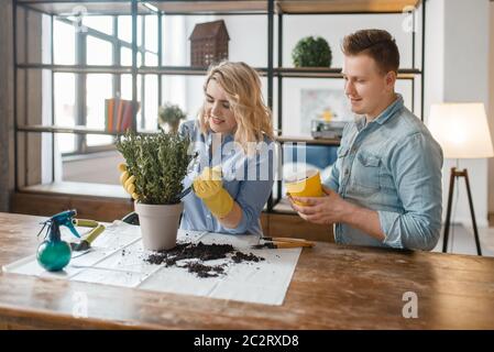 Young couple changes the soil in home plants, florist hobby. Man and woman takes care and growing of domestic flowers, gardening Stock Photo