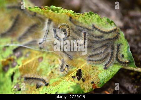 Caterpillars of the Aporia crataegi (black-veined white) eating apple leaves, close up macro detail, soft blurry bokeh Stock Photo