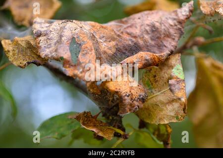 The branches of the aplle tree in the disease web. The leaves are affected by caterpillars Stock Photo