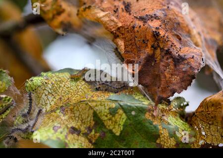 Caterpillars of the Aporia crataegi (black-veined white) on a branch of an apple tree Stock Photo