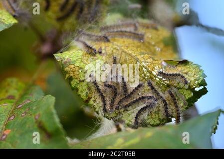 Caterpillars of the Aporia crataegi (black-veined white) eating apple leaves, close up macro detail, soft blurry bokeh Stock Photo