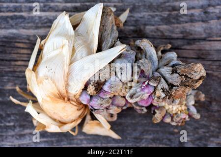 Corn smut (Ustilago zeae Unger). Ustilago maydis disease on corn cob Stock Photo