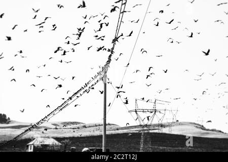 Birds on a wire. Several rooks, Corvus frugilegus, sitting on wire lines and flying around. Monochrome blurred image. Stock Photo