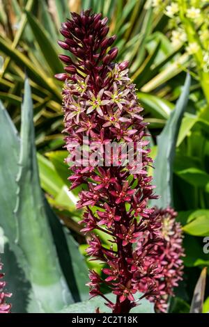 Eucomis comosa 'Oakhurst' a late summer autumn purple flower plant commonly known as  pineapple lily Stock Photo