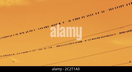 Birds on a wire. Crows or rook sitting in a row on a wire at sunset Stock Photo
