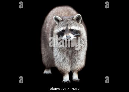 Raccoon with a black background Stock Photo